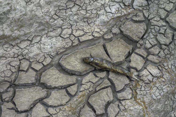 dead fish climate
