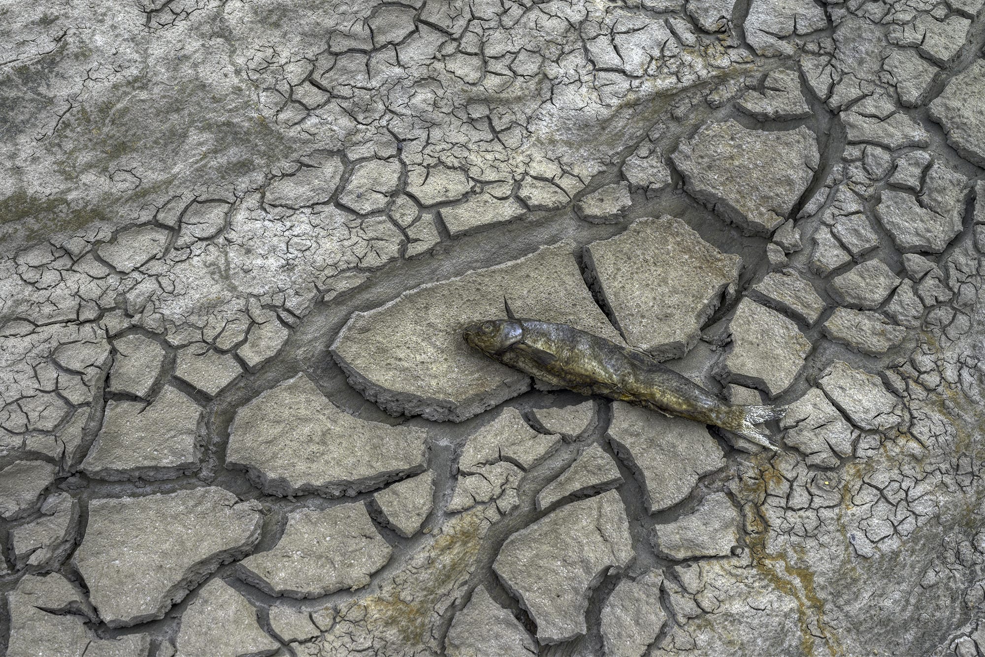 dead fish climate