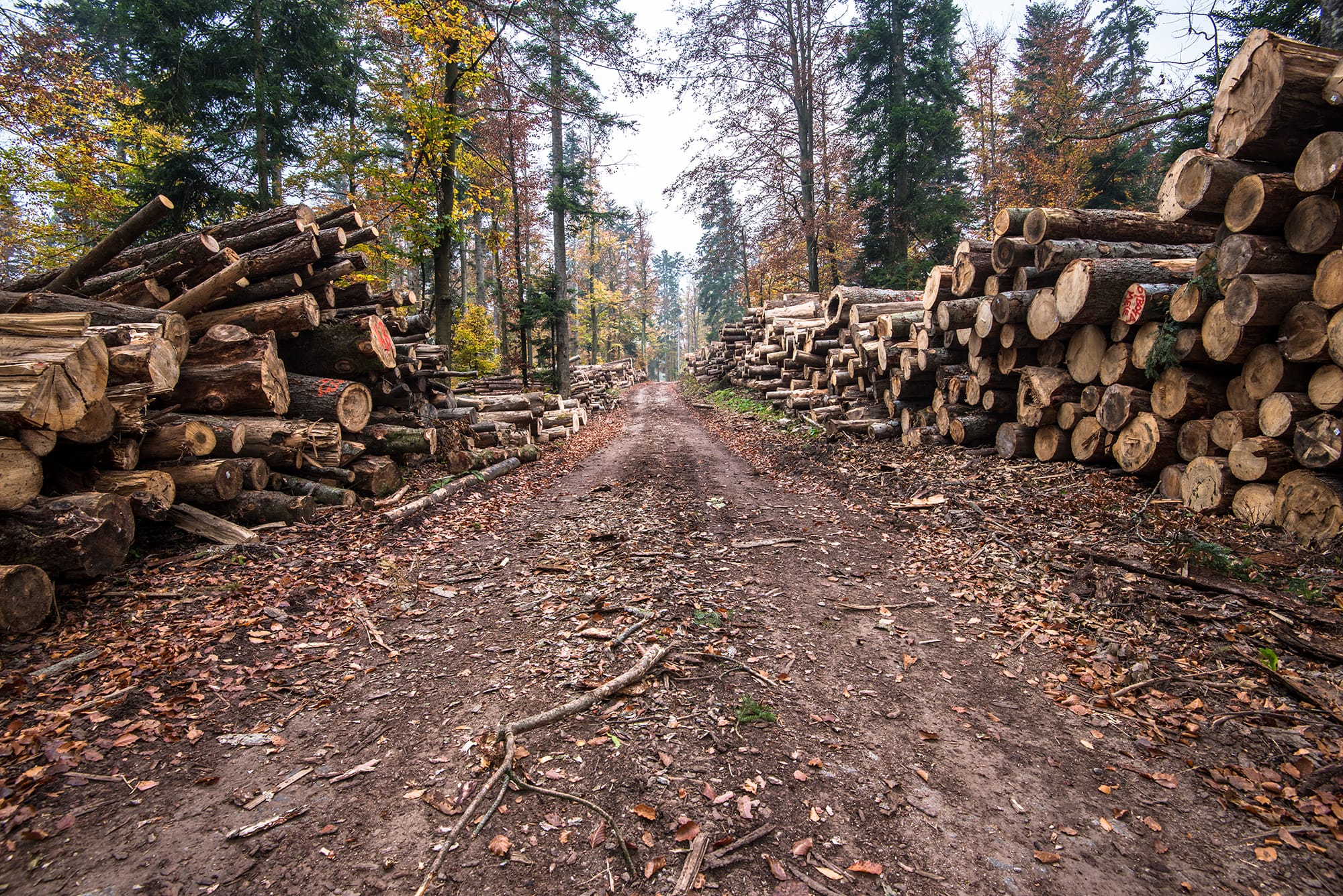 deforestation